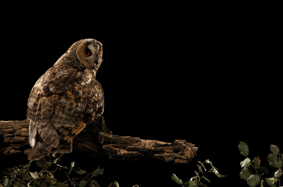 Imagen 3 de la galería de Búho Chico - Long-eared Owl